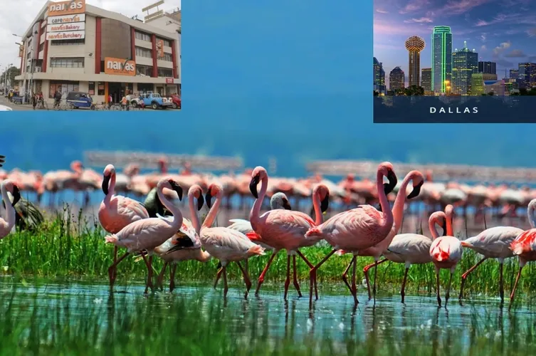 Nakuru DFW Community - Nakuru, Dallas, and Lake Nakuru Flamingos