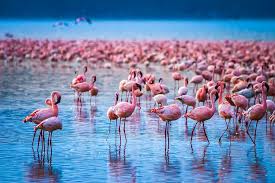 Lake Nakuru Flamingos